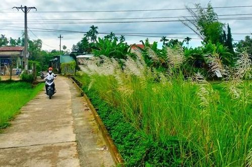 Sững sờ trước cánh đồng hoa cỏ lau nở trắng ở Quảng Nam