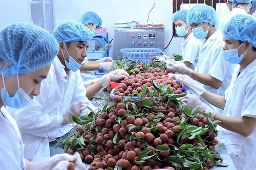 Xuất khẩu ngày 3-10/11: Thị trường Việt Nam hấp dẫn các nhà xuất khẩu hải sản Na Uy; Trung Quốc săn lùng mặt hàng 'cây nhà lá vườn này'