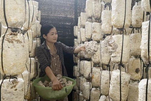 Hỗ trợ sản xuất tạo sinh kế bền vững cho vùng đồng bào dân tộc thiểu số Bắc Kạn