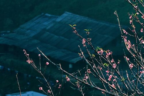Ngắm biển mây và đào cổ thụ đẹp như tranh ở đỉnh núi vùng biên Nghệ An