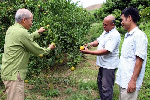 Phát huy vai trò của người cao tuổi làm kinh tế giỏi, tích cực tham gia chuyển đổi số