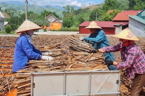 Gia tăng cơ hội xuất khẩu cho sản phẩm quế