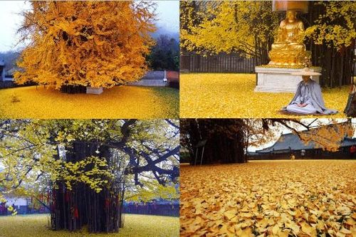 Cây bạch quả đẹp nhất thế giới: 1400 tuổi, cần đặt chỗ trước do lượng khách tham quan 'quá tải'