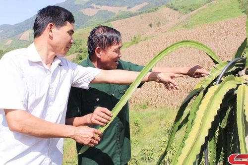 Liên kết sản xuất, phát triển bền vững