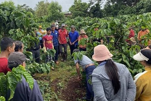 EUDR có hiệu lực sẽ tác động đến doanh nghiệp xuất khẩu