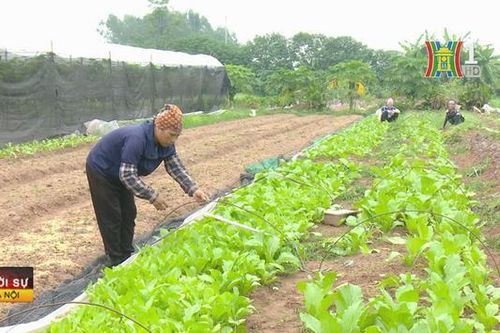 Hà Nội hỗ trợ phát triển vùng nông nghiệp an toàn