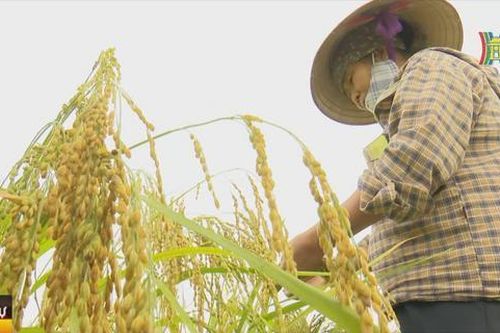 Hiệu quả kép từ trồng lúa hữu cơ