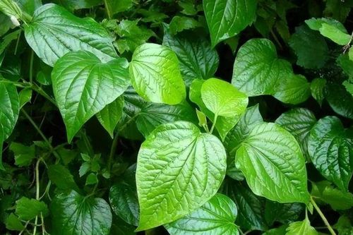 Tại sao nên ăn lá lốt thường xuyên?