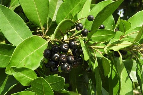 Những điều chưa biết về các loài cây họ Sim