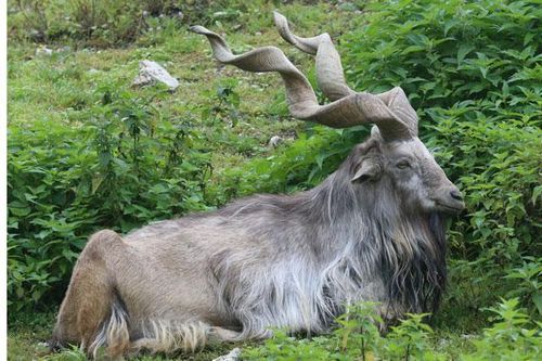 Loài dê núi Markhor sở hữu cặp sừng ấn tượng, có khả năng ăn rắn độc