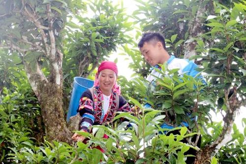 Hà Giang khai thác tiềm năng phát triển đặc sản chè Shan tuyết gắn với du lịch