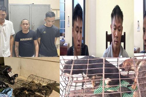 Bắt nhóm 'cẩu tặc' trộm gần 100 con chó mỗi tuần ở Thanh Hóa
