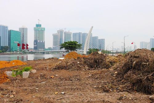 Tiến hành cải tạo bờ sông Sài Gòn, trồng vườn hoa hướng dương đón Tết 2024