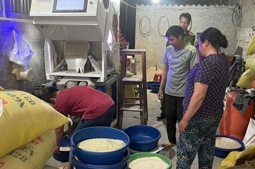 Phát hiện cơ sở bán gạo 'Séng cù xanh' nhuộm từ lá dứa