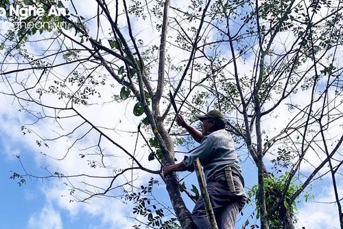 Mai một nghề nuôi cánh kiến đỏ ở Kỳ Sơn