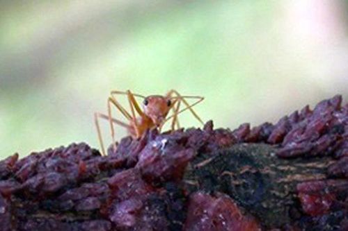 Nghề nuôi cánh kiến đỏ ở Kỳ Sơn dần mai một