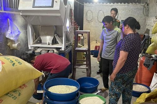 Phát hiện hộ kinh doanh gạo 'Séng cù xanh' nhuộm từ lá dứa