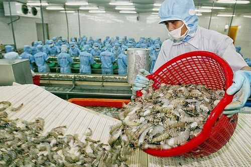 Kỳ vọng xuất khẩu tôm sang Nhật Bản trở lại 'đường đua' tăng trưởng