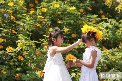 Dã quỳ phủ sắc vàng rực rỡ