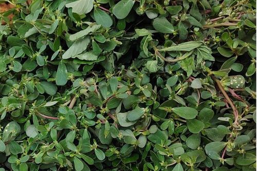 Thứ rau dại mọc nhiều sau mưa thành đặc sản được nhiều gia đình lùng mua dù đắt hơn rau thông thường
