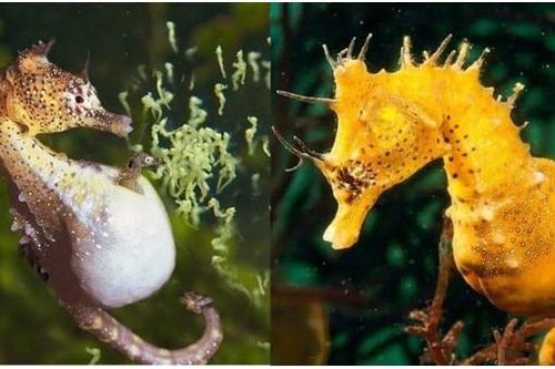 Loài động vật duy nhất trên thế giới con đực mang thai và sinh con, rất thân quen với người Việt Nam