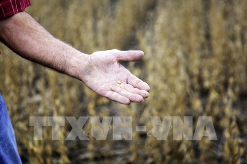 Nhiều mặt hàng nông sản giảm giá trong tuần qua