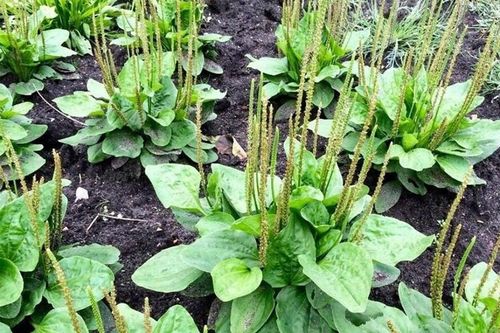 Những vị thuốc quý từ cây mã đề