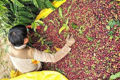 Nâng cao năng lực chế biến, gia tăng giá trị cho xuất khẩu cà phê