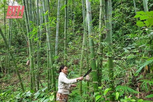 Thâm canh phục tráng, nâng cao hiệu quả kinh tế rừng luồng