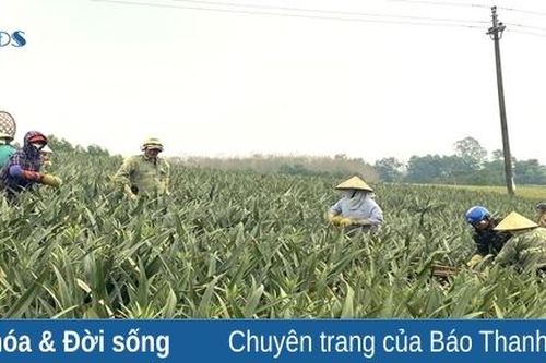 Khấp khởi niềm vui dứa được mùa