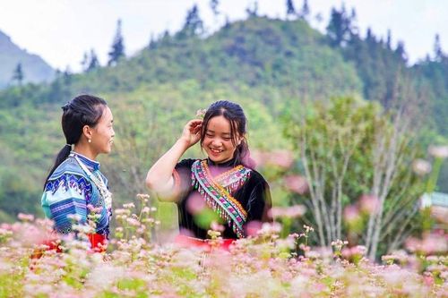 Pả Chư Tỷ mùa hoa tam giác mạch