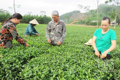 Võ Nhai: Trồng mới, thay thế trên 15ha chè giống mới