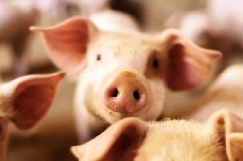 Hongkong tiêu hủy hơn 5.000 con lợn sau khi phát hiện virus ASF