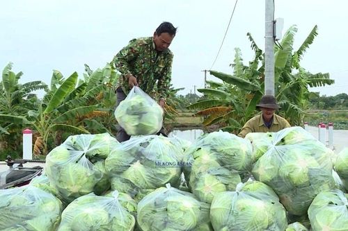 Hải Dương hỗ trợ phát triển nông nghiệp ứng dụng công nghệ cao và hữu cơ
