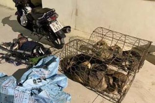 Bắt giữ 6 đối tượng trong đường dây trộm chó chuyên nghiệp