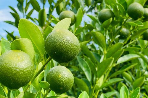 Thương lái chốt cọc sớm, thủ phủ quất cảnh miền Trung khấp khởi vụ Tết bội thu