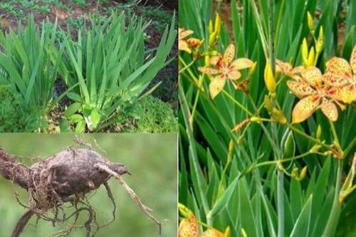 6 bài thuốc chữa táo bón