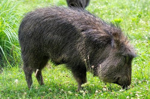 Lợn rừng lông kim với những khả năng kỳ lạ