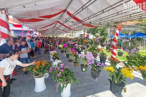 Khai mạc hội thi trưng bày hoa phong lan toàn quốc năm 2023