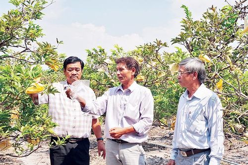 Hiệu quả từ chuyển đổi cơ cấu cây trồng