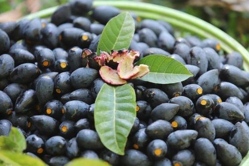 Loại quả 'vàng đen' của mùa thu, kho thịt cực ngon