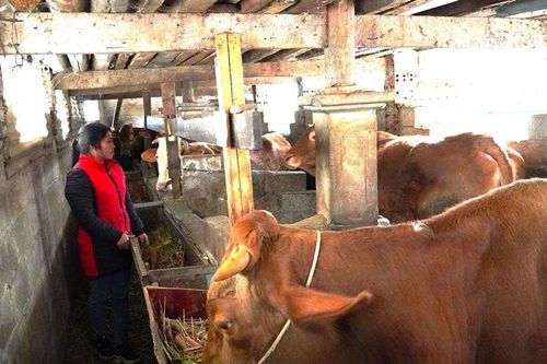 Giảm nghèo trên miền đá xám