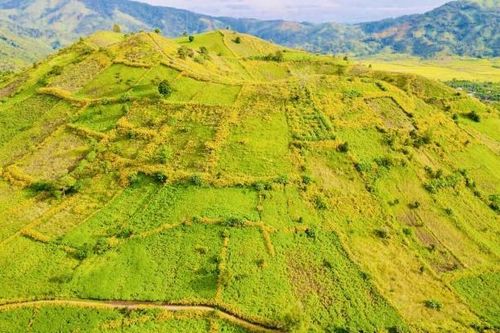 Gia Lai: Du khách mê mẩn ngắm sắc hoa dã quỳ nhuộm vàng núi lửa Chư Đăng Ya