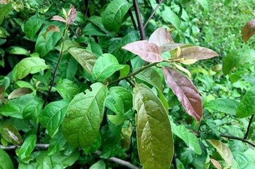 Loại cây dễ trồng, mọc nhiều ở Việt Nam chứa hợp chất ngừa ung thư