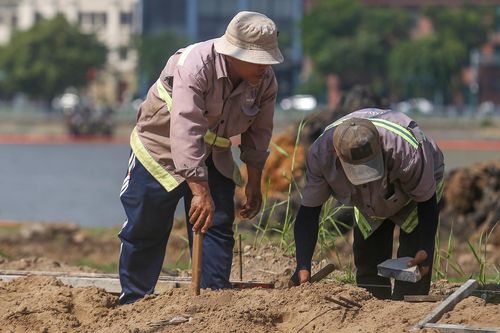 Bờ sông Sài Gòn phía Thủ Thiêm sắp có cánh đồng hoa hướng dương rực rỡ