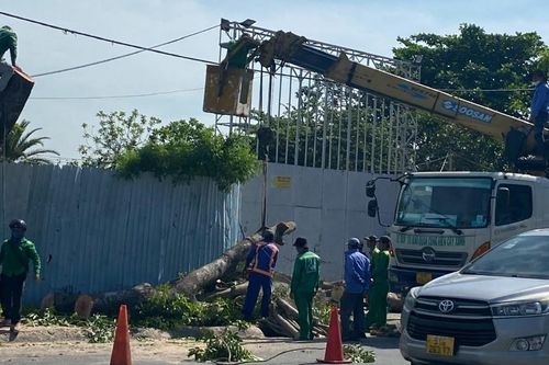 Hàng loạt cổ thụ ở cửa ngõ TP.HCM bị đốn hạ để làm đường nối hơn 4.800 tỷ đồng