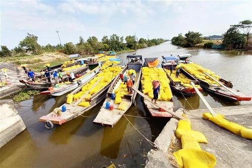 Giá lúa trong nước nhích lên, giá gạo xuất khẩu giữ nguyên không đổi