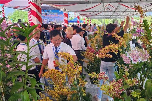 Hơn 600 tác phẩm hoa phong lan quy tụ tại Vĩnh Long