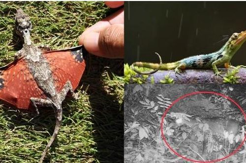 4 loài tưởng tuyệt chủng bỗng trở lại đầy bí ẩn: Số 2 'hồi sinh' kỳ diệu ở Việt Nam, chấn động cả thế giới