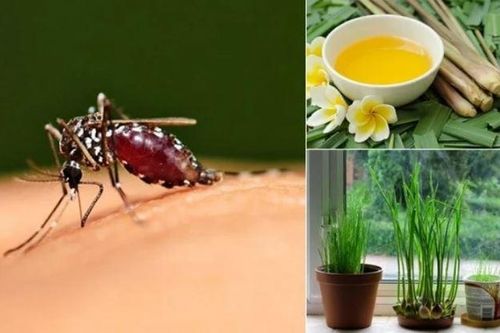 7 mẹo đuổi muỗi bằng nguyên liệu tự nhiên, không độc hại: Nhà có trẻ nhỏ nên áp dụng
